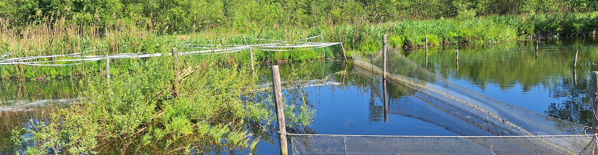 Aanpak uitheemse rivierkreeften in de Molenpolder cover
