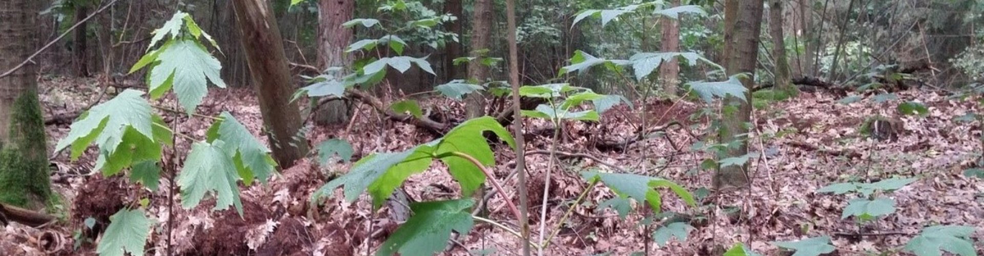 Aanplant van opvolgersoorten cover