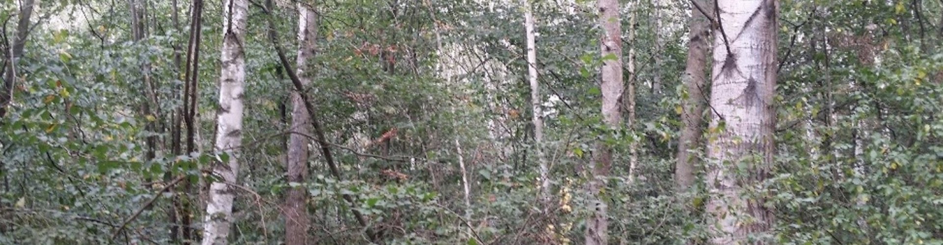 Aanplant van snelgroeiende pionierboomsoorten cover.jpg