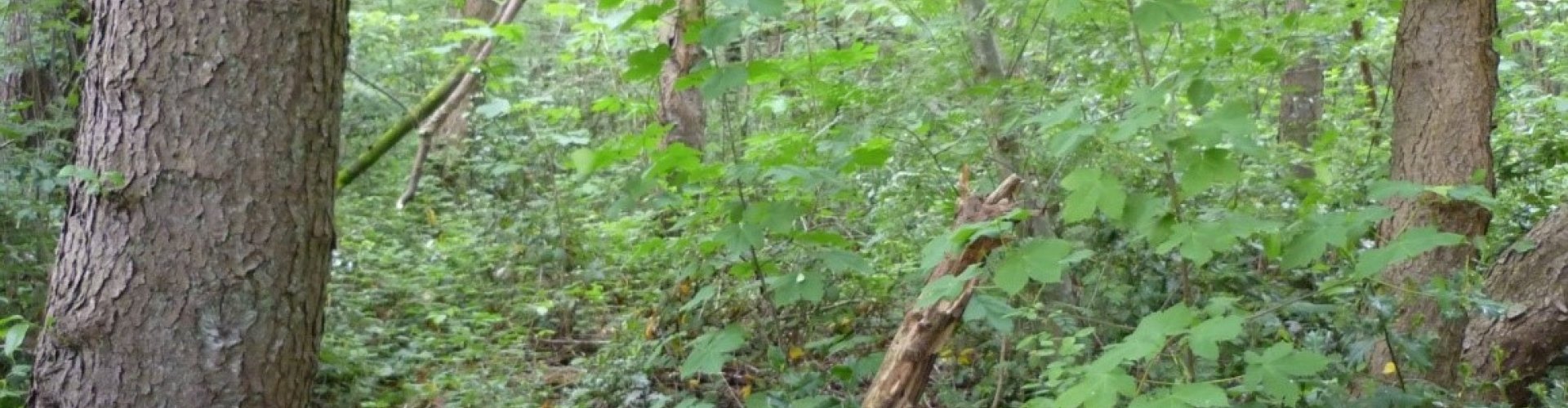 Aanplanten onder Amerikaanse vogelkers cover