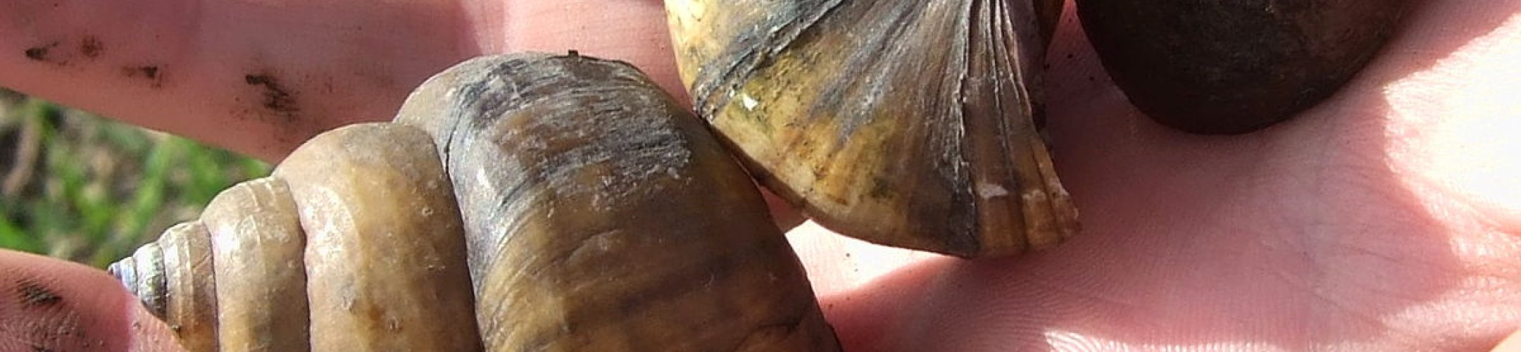 Aantal Chinese moerasslakken neemt toe