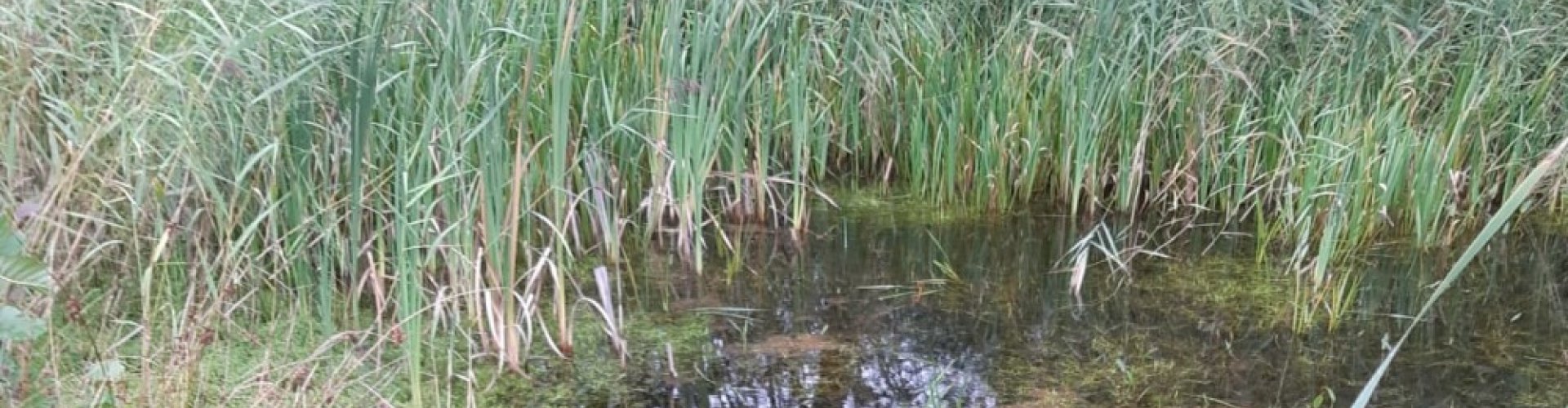 Afgraven Watercrassula cover.jpg