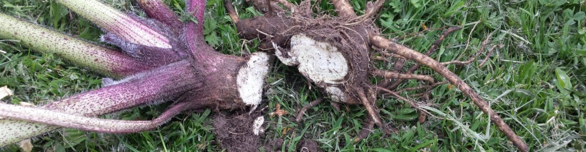 Afsteken bij de wortel cover