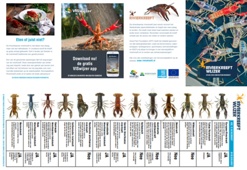 Amerikaanse rivierkreeft