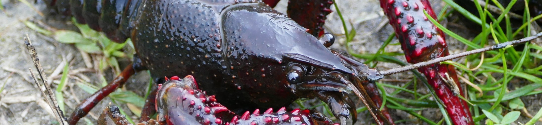 Amerikaanse rivierkreeft