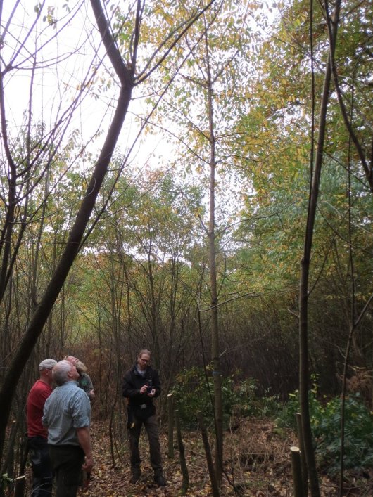 Amerikaanse vogelkers als overgangsfase