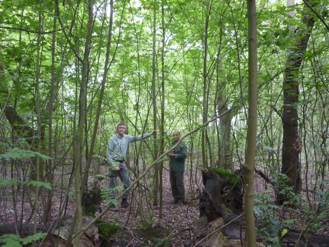 Amerikaanse vogelkers kronendak laat voldoende licht door voor een goede stamvorm van esdoorn (Foto Bart Nyssen).jpg