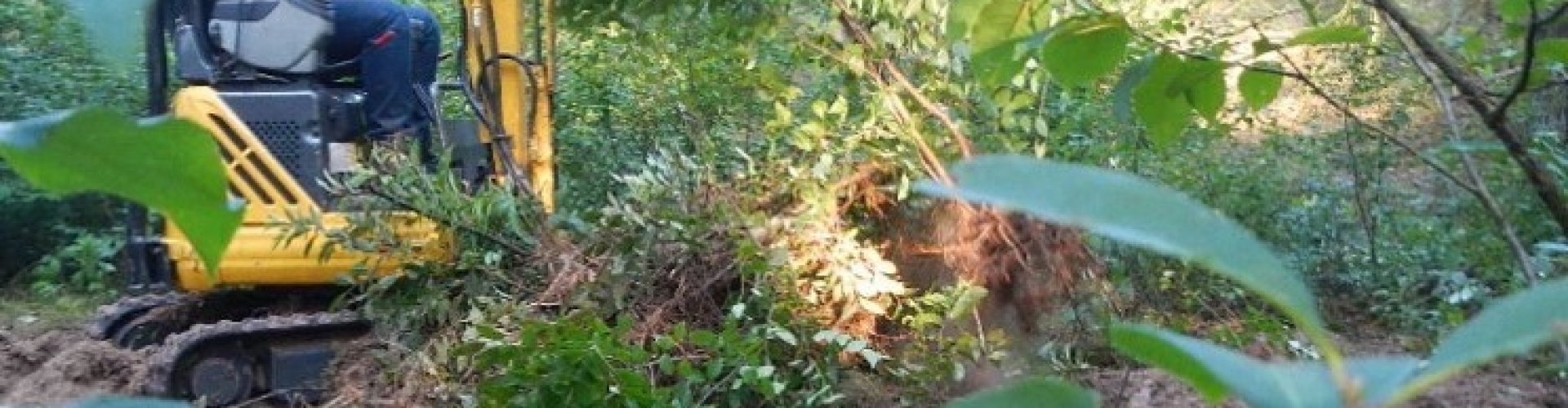 Amerikaanse vogelkers verwijderen door uittrekken cover