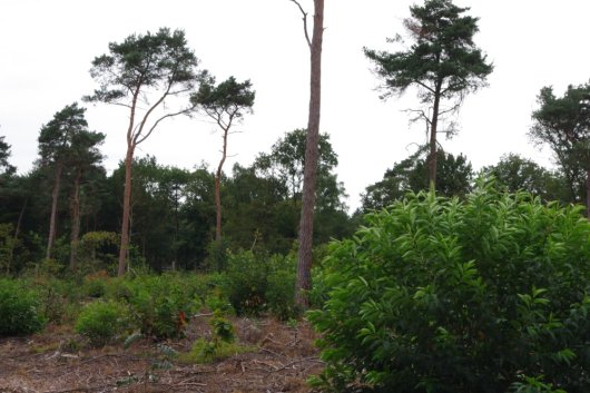 Amerikaanse vogelkers