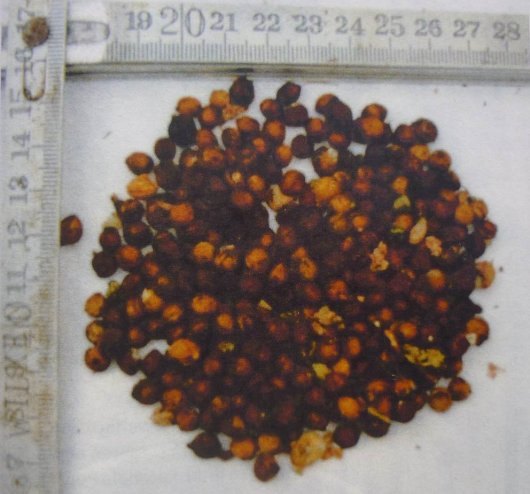 Amerikaanse vogelkers