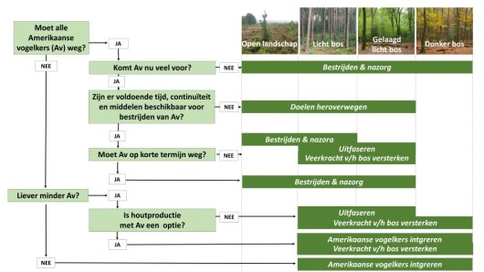 Amerikaanse vogelkers