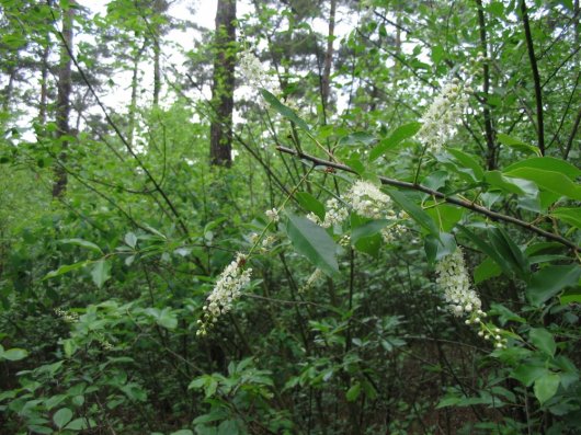 Amerikaanse vogelkers