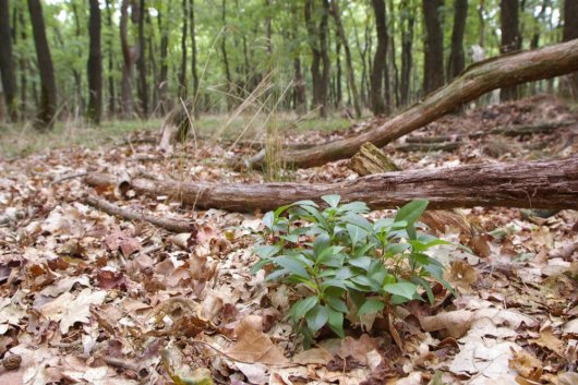 Amerikaanse vogelkers