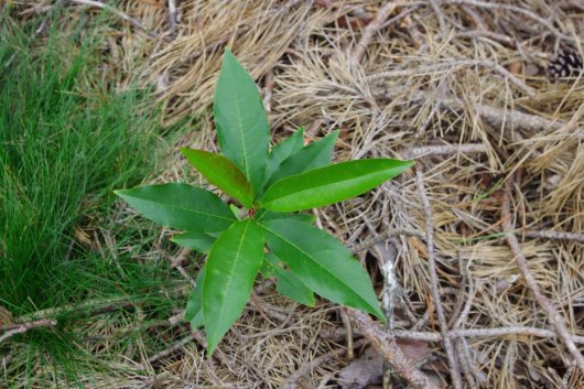 Amerikaanse vogelkers