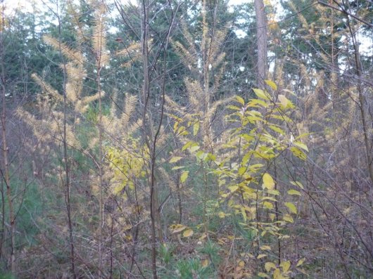 Amerikaanse vogelkers