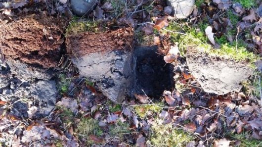 Amerikaanse vogelkers