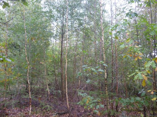 Amerikaanse vogelkers