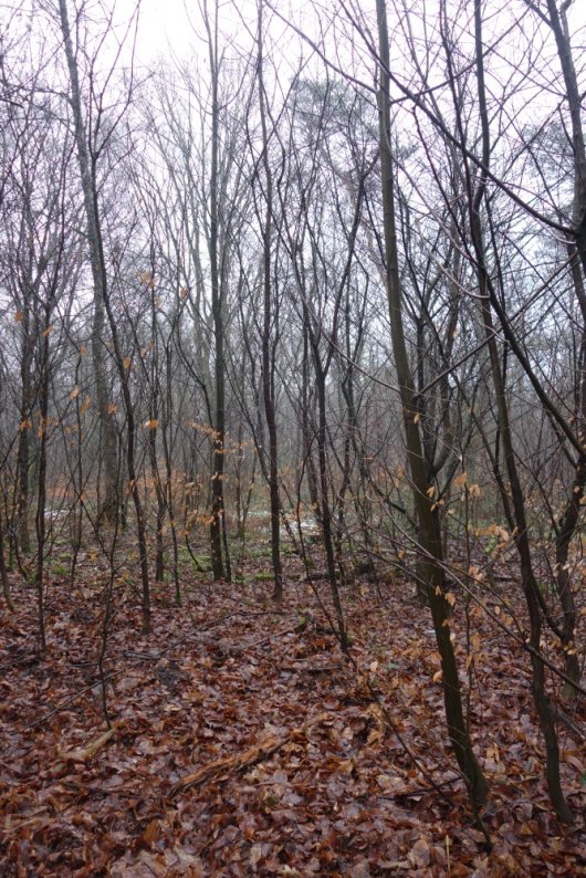 Amerikaanse vogelkers