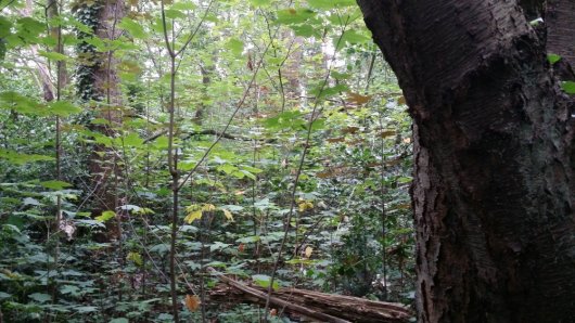 Amerikaanse vogelkers