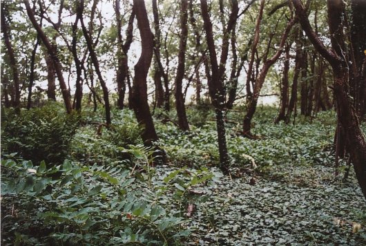 Amerikaanse vogelkers