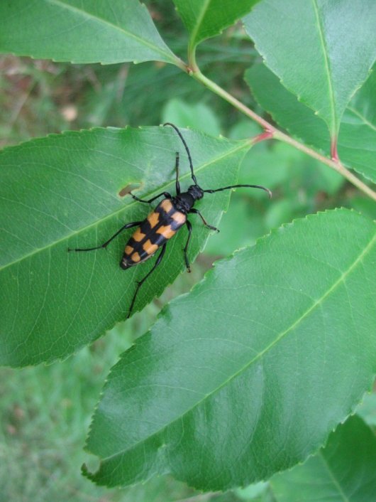 Amerikaanse vogelkers