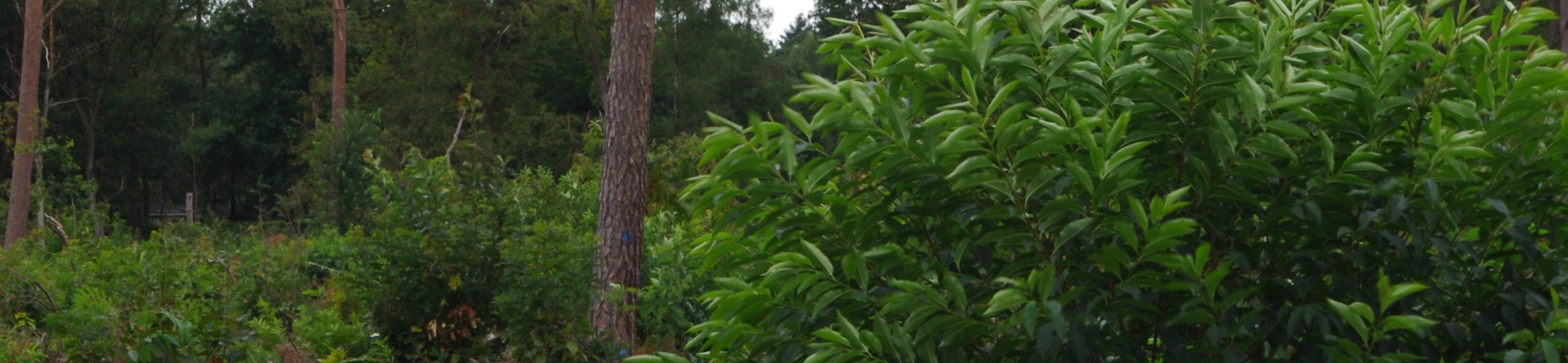 Amerikaanse vogelkers