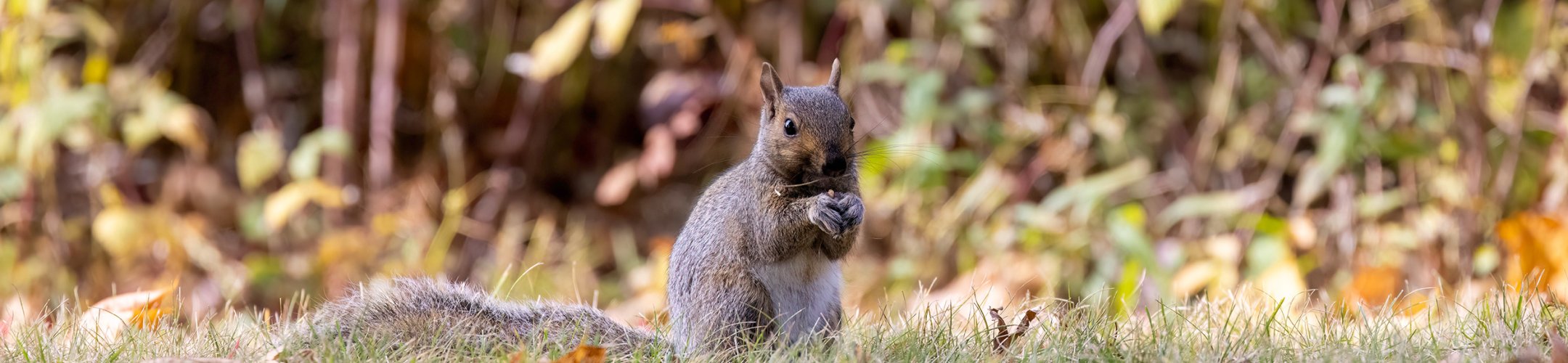 Amerikaanse voseekhoorn
