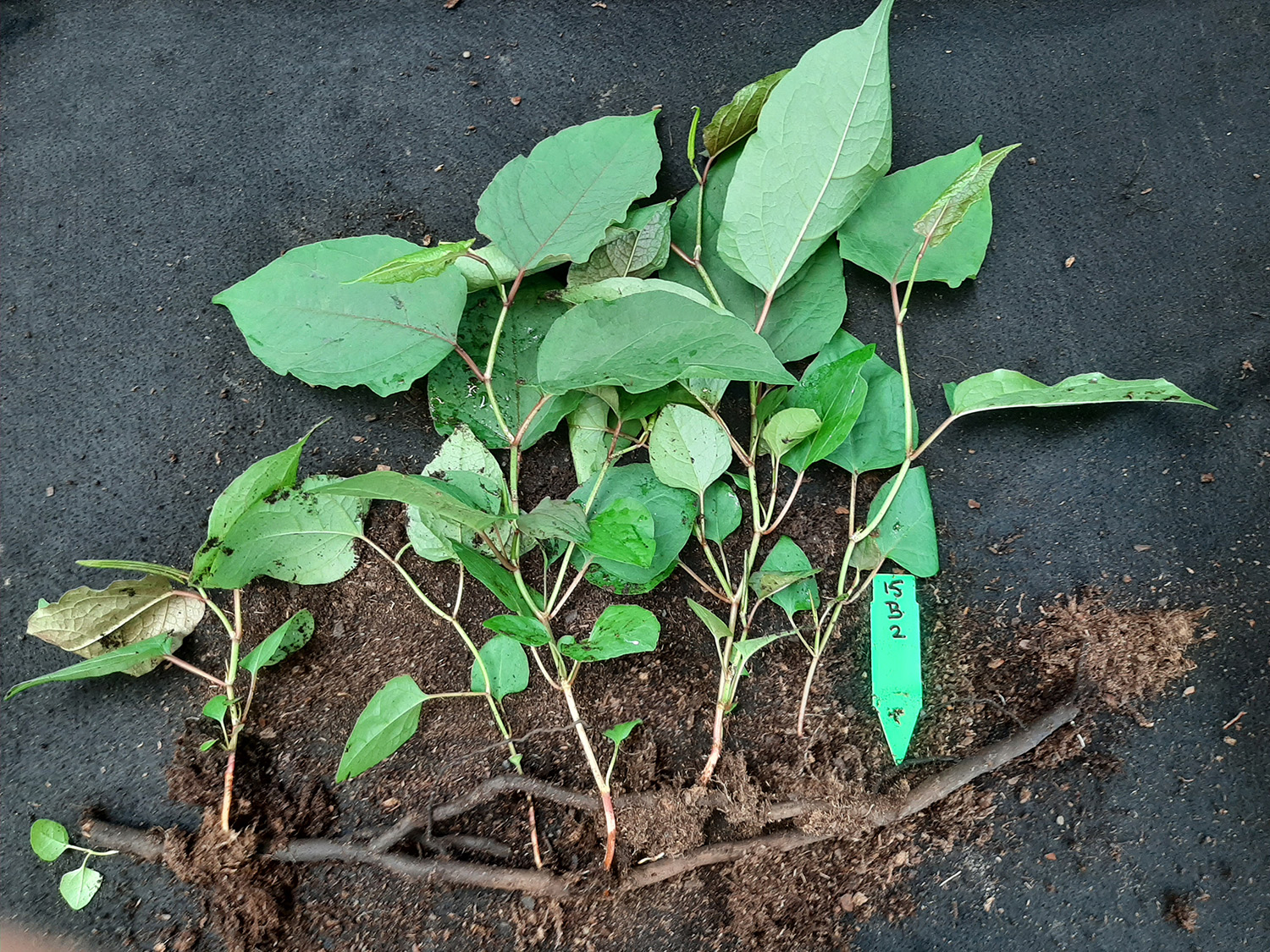 Anaerobe_grondbehandeling_Figuur_1