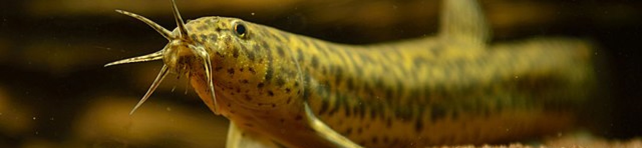 Aziatische modderkruipers