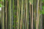 Bamboe