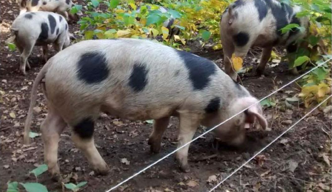 Begrazen met varkens cover