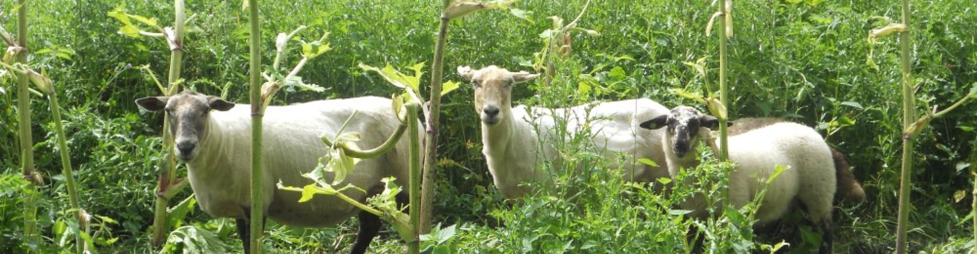 Begrazen reuzenberenklauw cover.jpg