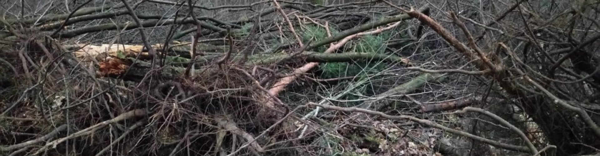 Bestrijden Amerikaanse vogelkers cover