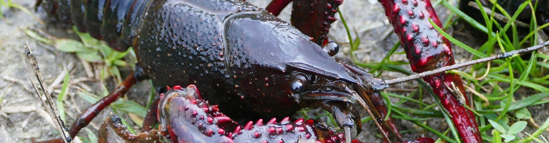 Beter weerbaar tegen invasieve exoot cover