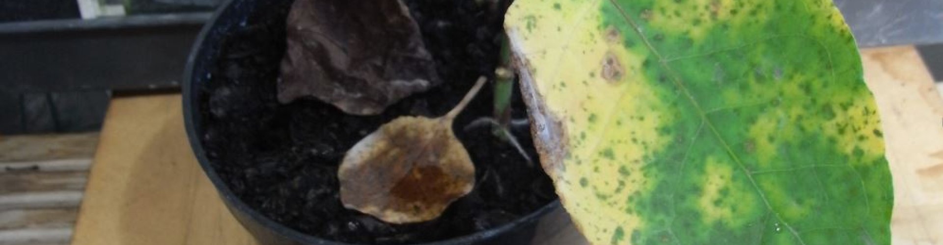 Biologische bestrijding bladschimmel cover