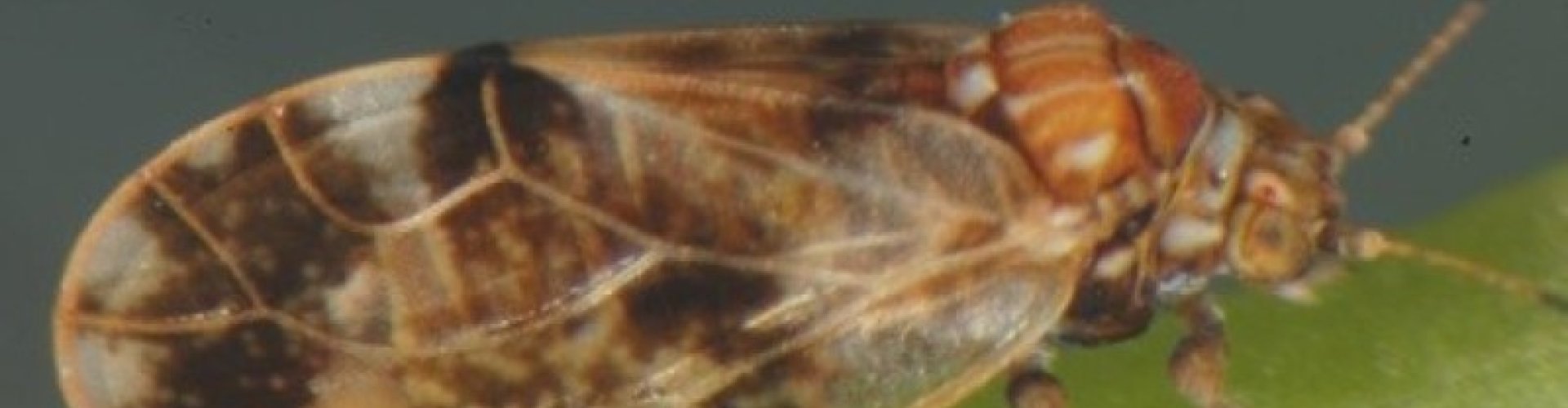 Biologische bestrijding bladvlo cover