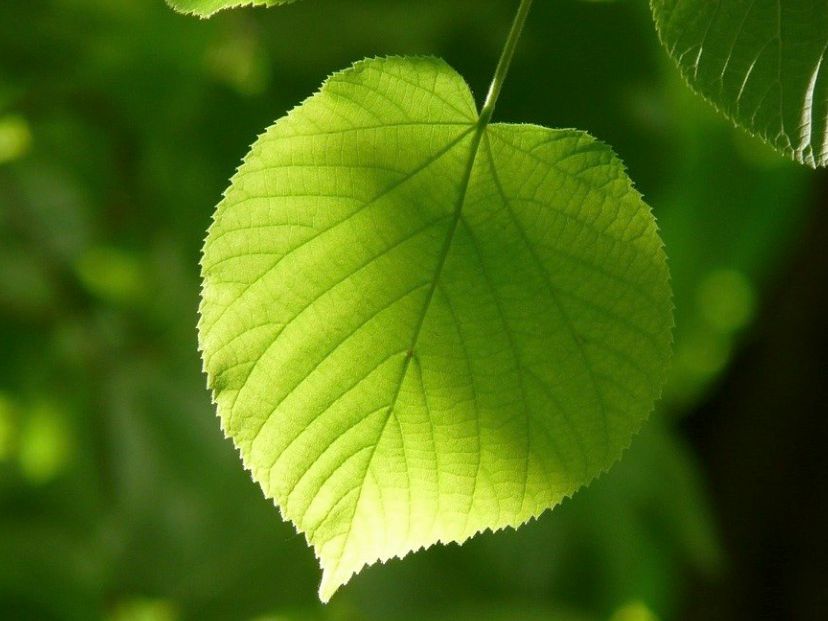 Blad linde (rechtenvrij) preview