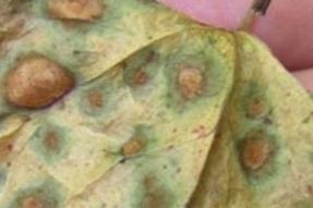 Bladschimmel 3, foto CABI preview