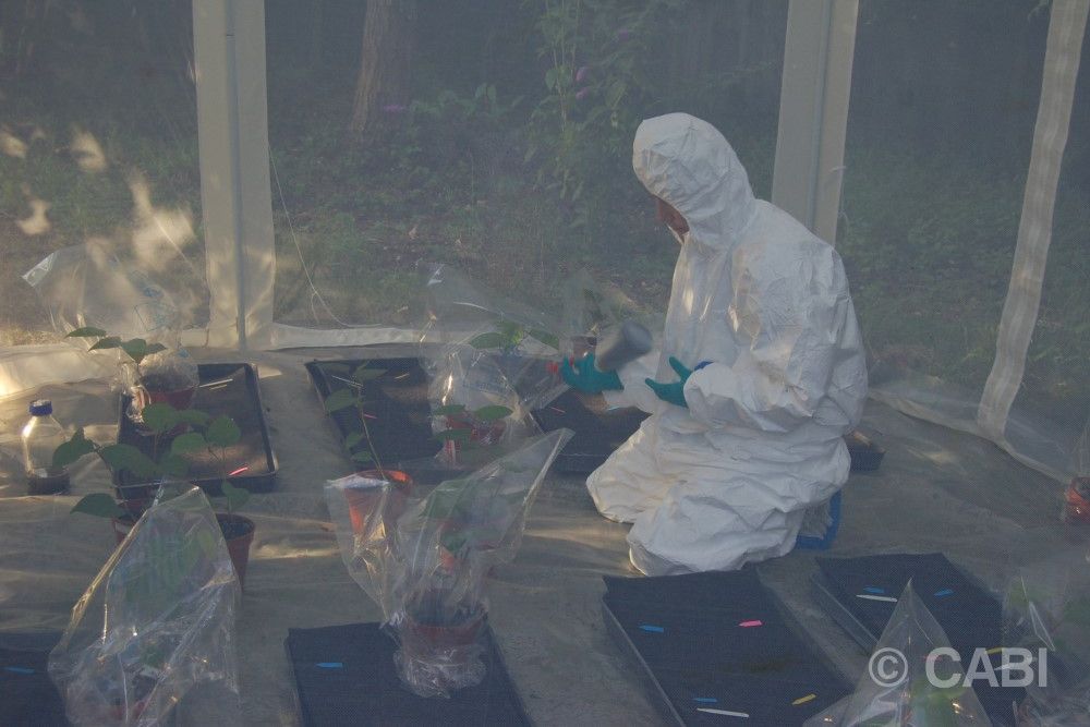 Schimmeloplossing, foto: CABI preview