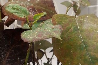 Bladvlooien (Aphalara itadori) op duizendknoopblad - Foto Suzanne Lommen. preview