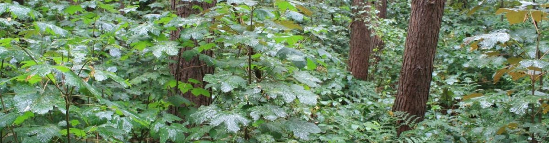 Bostracken amerikaanse vogelkers cover.jpg