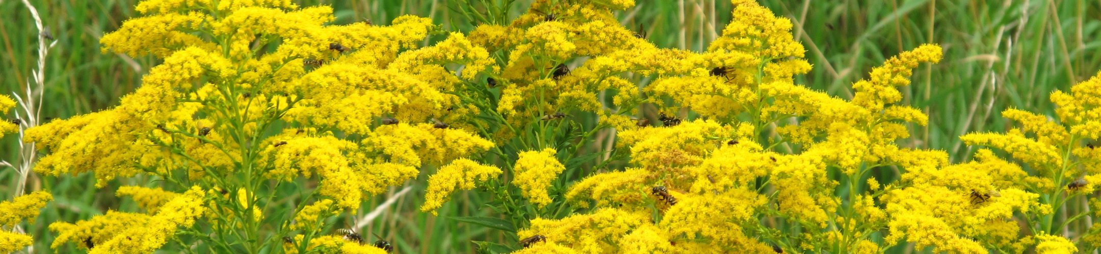 Canadese en Late guldenroede