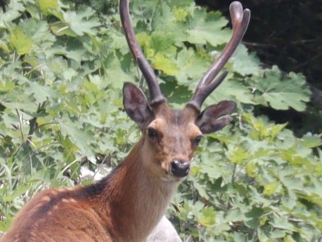 Cervus_nippon_(antlers_in_velvet)_s3 preview