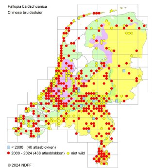 Chinese bruidssluier