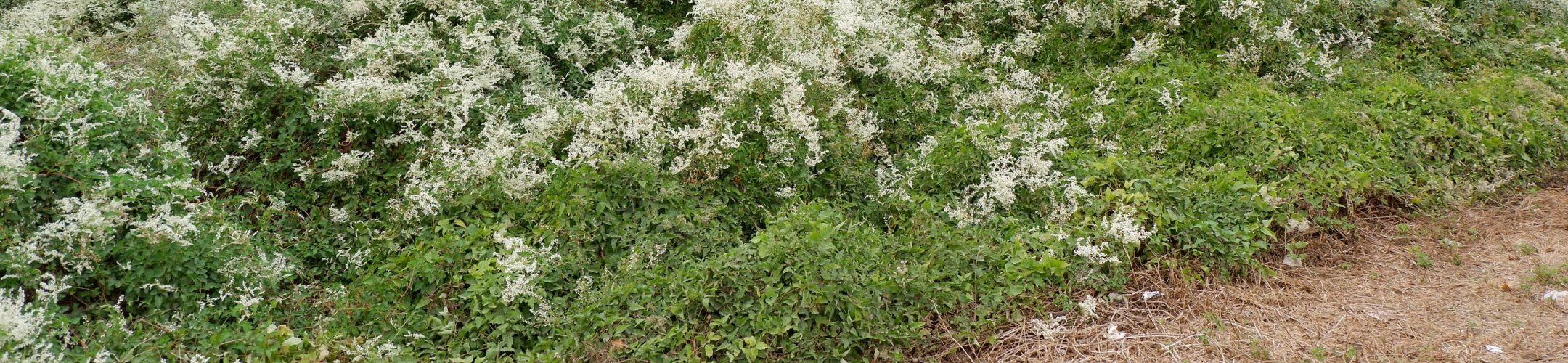 Chinese bruidssluier