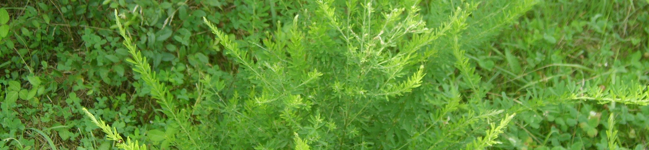 Chinese struikklaver