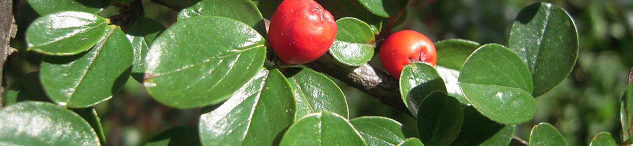 Cotoneaster (Dwergmispel)