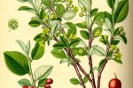 Cotoneaster (Dwergmispel)