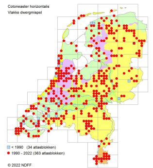 Cotoneaster (Dwergmispel)