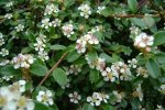 Cotoneaster (Dwergmispel)